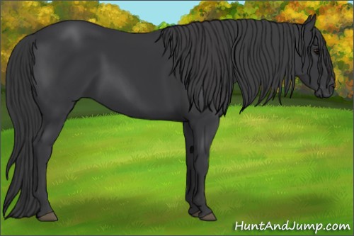 Horse Color:Black 
