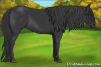 Horse Color:Black 