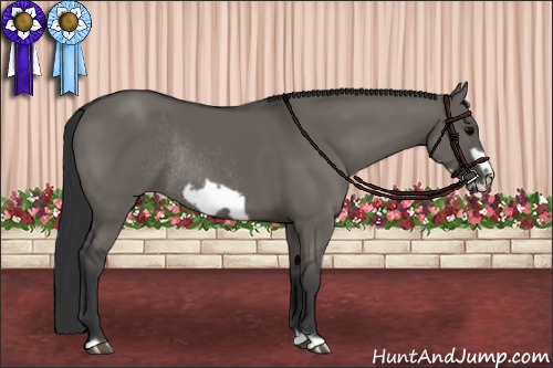 Horse Color:Grullo Frame Rabicano 