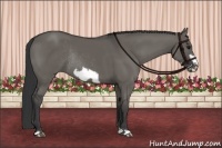 Horse Color:Grullo Frame Rabicano 