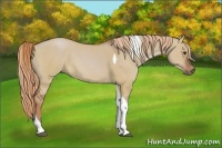 Horse Color:Red Dun Tobiano