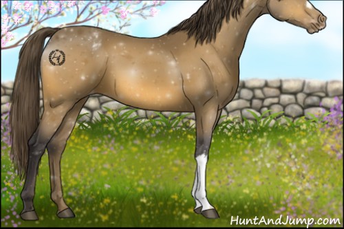 Horse Color:Buckskin Varnish 