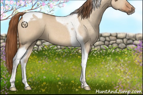 Horse Color:Red Dun Tobiano 