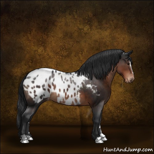 Horse Color:Brown Sabino Appaloosa 