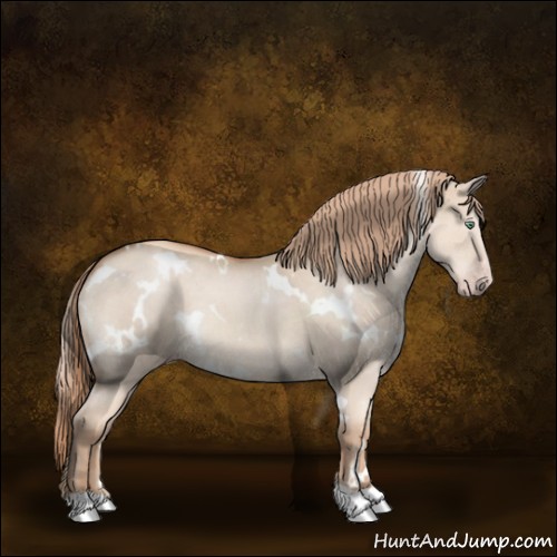 Horse Color:White Spotted Gold Champagne Dun 