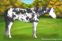 Horse Color:White Spotted Black Splash