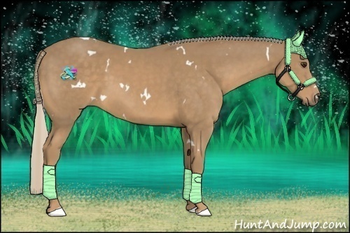 Horse Color:White Spotted Palomino 