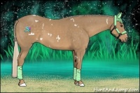 Horse Color:White Spotted Palomino 