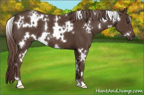 Horse Color:White Spotted Liver Chestnut 
