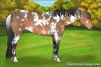 Horse Color:White Spotted Buckskin