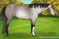 Horse Color:Gray Bay Roan
