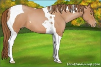 Horse Color:Bay Pearl Tobiano 