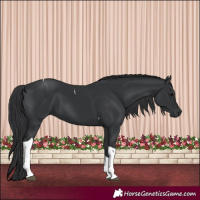 Horse Color:Black Tobiano