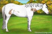 Horse Color:White Spotted Buckskin Splash Tobiano Appaloosa Rabicano