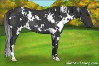 Horse Color:White Spotted Black Rabicano 