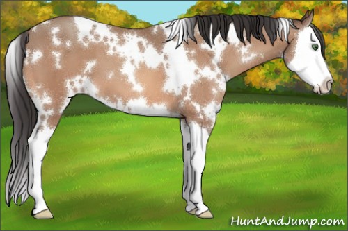 Horse Color:White Spotted Amber Champagne Splash 