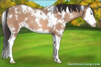 Horse Color:White Spotted Amber Champagne Splash 