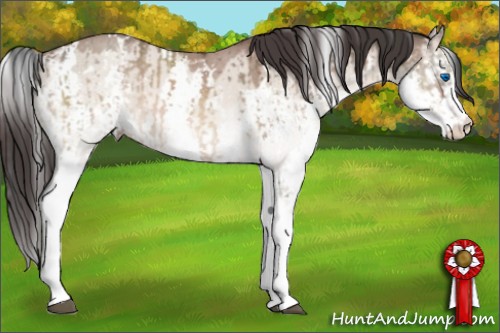 Horse Color:White Spotted Brown Dun Splash  and White Spotted Sable Champagne Dun Splash 