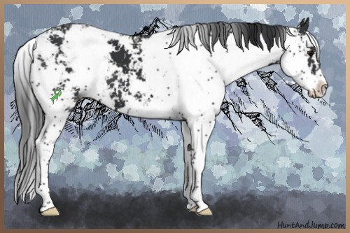 Horse Color:Black Sabino