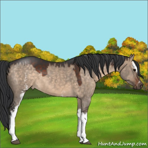 Horse Color:White Spotted Brown Dun