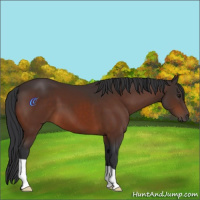 Horse Color:Bay 