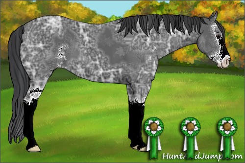 Horse Color:Black Ice Sabino Splash 