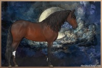 Horse Color:Bay Rabicano 