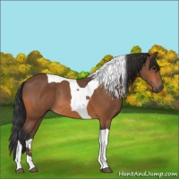 Horse Color:Bay Tobiano Rabicano 