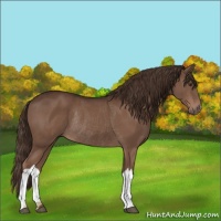 Horse Color:Liver Chestnut Rabicano