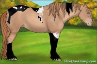 Horse Color:Gold Champagne Tobiano 