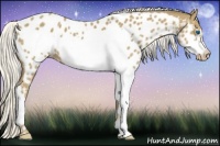 Horse Color:Silver Smoky Black Splash Frame Appaloosa