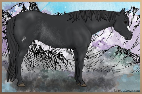 Horse Color:Black Rabicano 