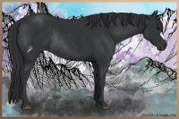 Horse Color:Black Rabicano 