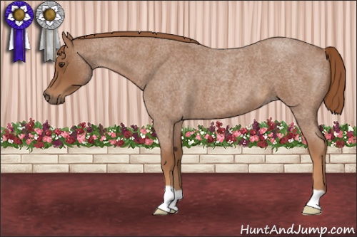 Horse Color:Red Roan 