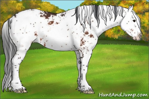 Horse Color:Bay Sabino 