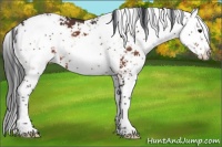 Horse Color:Bay Sabino 