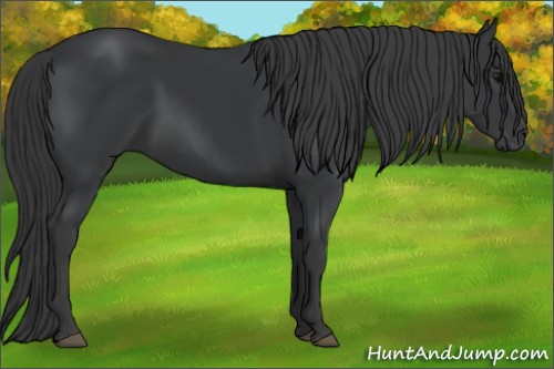 Horse Color:Black 