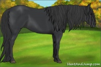 Horse Color:Black 