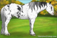 Horse Color:Black Sabino