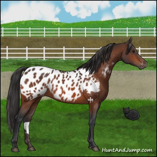 Horse Color:Brown Appaloosa 
