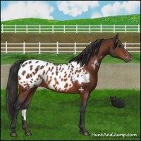 Horse Color:Brown Appaloosa 
