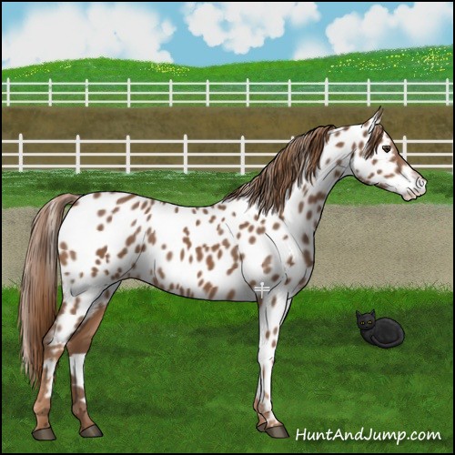Horse Color:Chestnut Near Leopard 