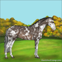 Horse Color:Brown Dun Sabino 