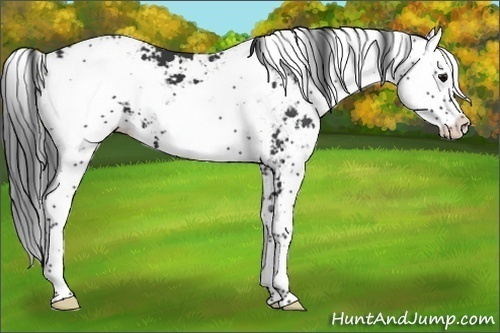 Horse Color:Black Sabino