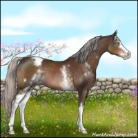 Horse Color:White Spotted Silver Brown Sabino Varnish 