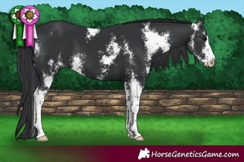 Horse Color:Black Sabino 