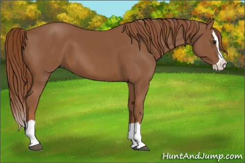 Horse Color:Chestnut Splash 