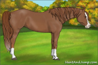 Horse Color:Chestnut Splash 