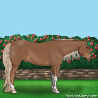 Horse Color:Chestnut Sabino Tobiano