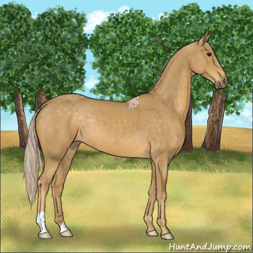 Horse Color:Palomino 